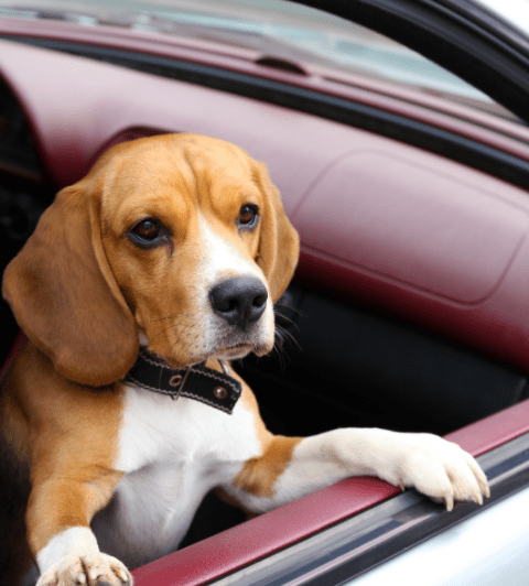 Delivery Assistance Service